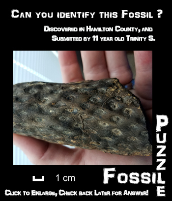 FossilPuzzle0001