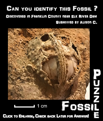 Fossil Puzzle