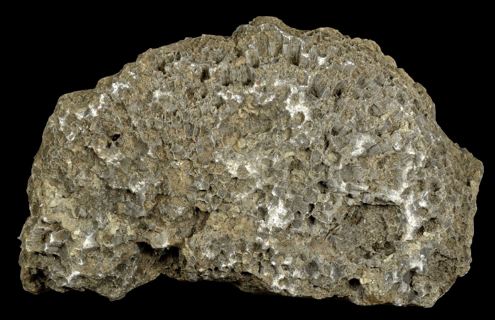 Tennessee Fossils